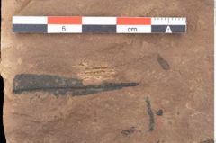 Foto (Detailsansicht) von Quercus palaeoilex Ettingshausen (NHMW-GEO-2024-0188-0840)